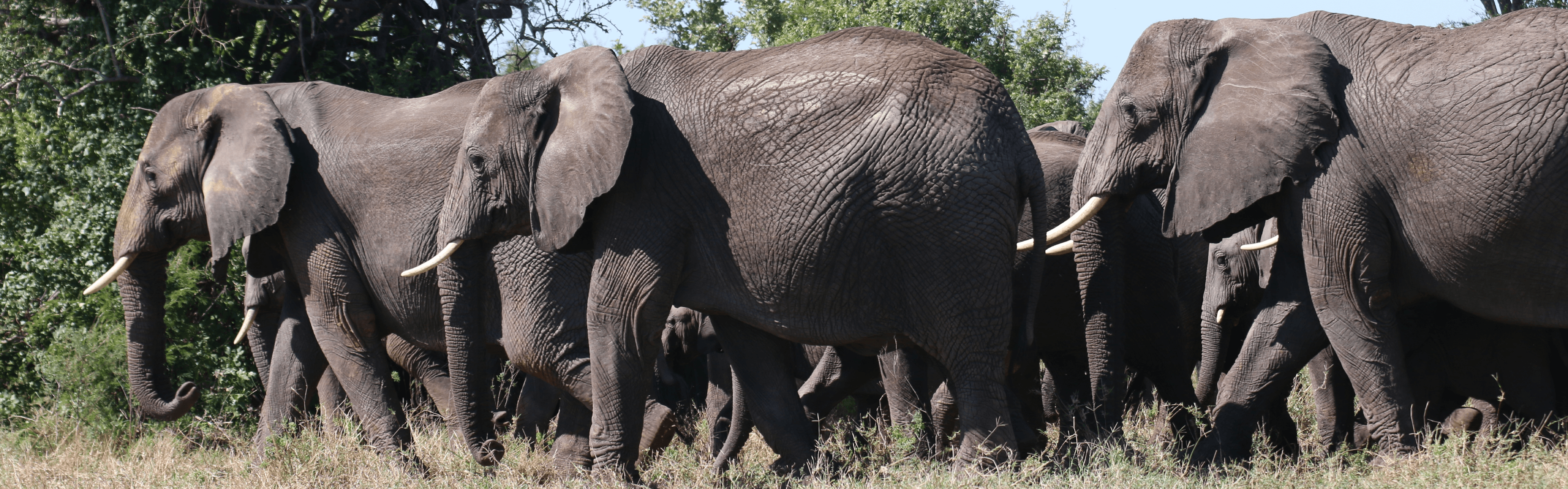 Image Copyright TemboIWorry © 2025.